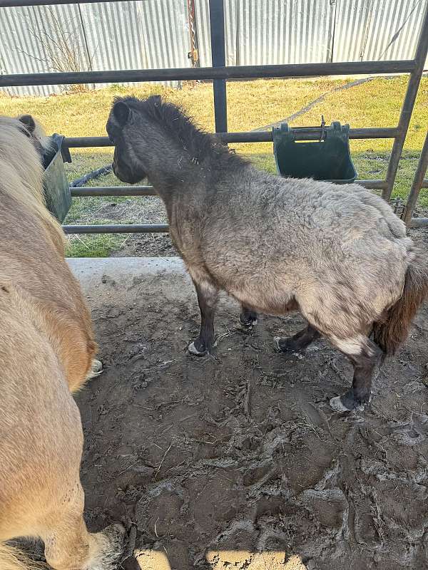 miniature-horse