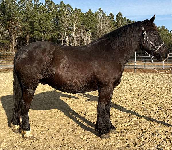 black-gelding-for-sale