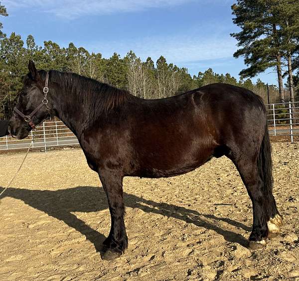 black-draft-gelding