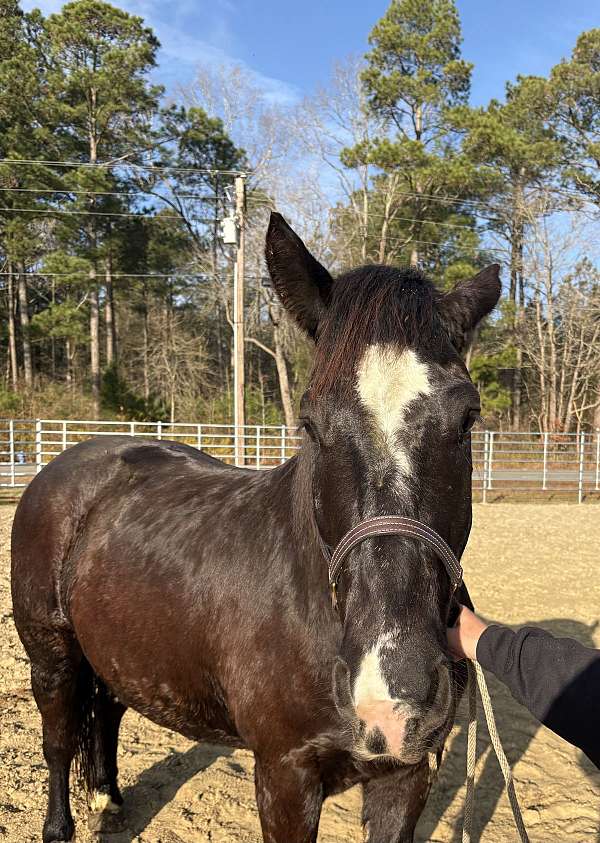 15-hand-draft-gelding
