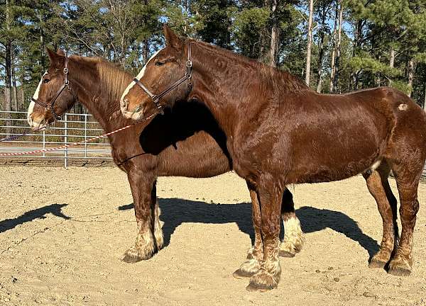 sorrel-belgian-gelding