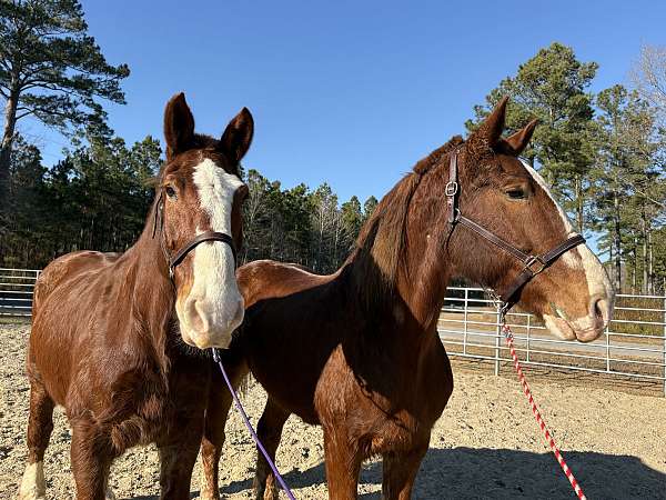 17-hand-belgian-gelding