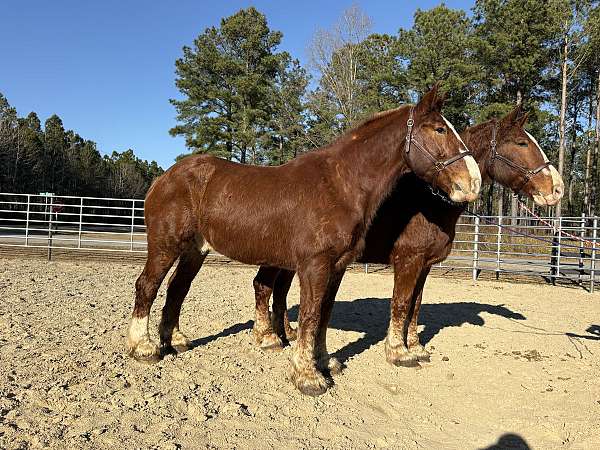 sorrel-gelding-for-sale