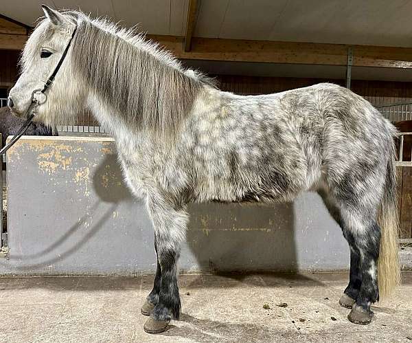 beginner-icelandic-horse