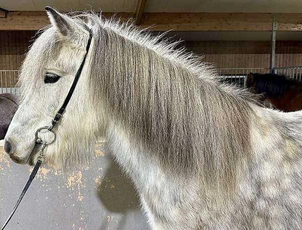 dappled-icelandic-horse