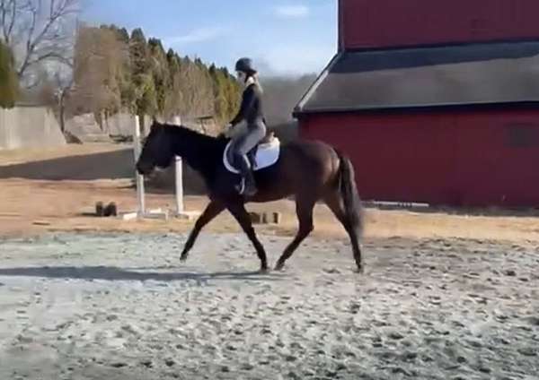 athletic-thoroughbred-horse