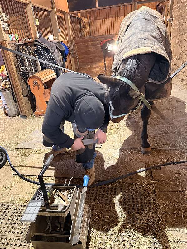 flashy-mover-gelding