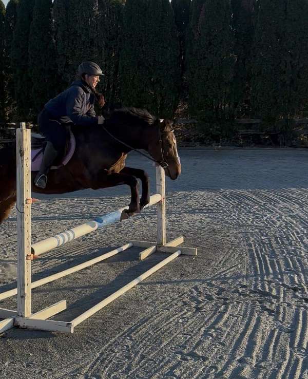 all-around-thoroughbred-horse
