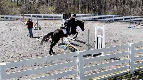 dressage-thoroughbred-horse