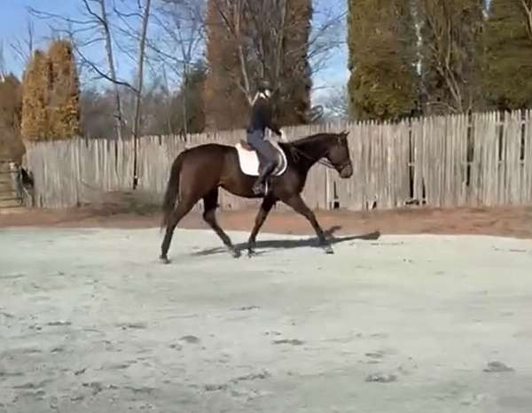 anything-thoroughbred-horse