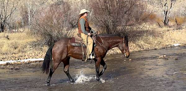 riata-gelding