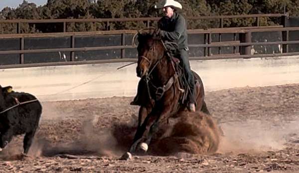 none-horse