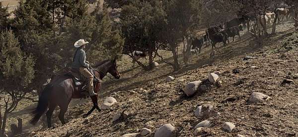 bay-roan-none-horse