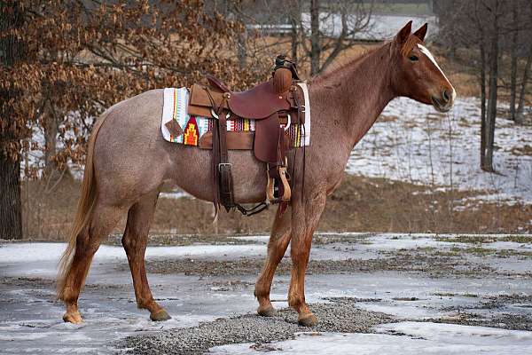 and-snip-right-hind-pastern-white-no-other-markings-horse
