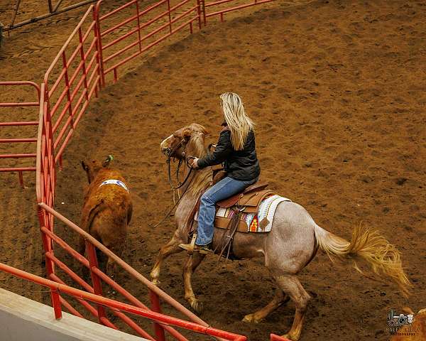 red-roan-snip-right-hind-pastern-white-no-other-markings-horse