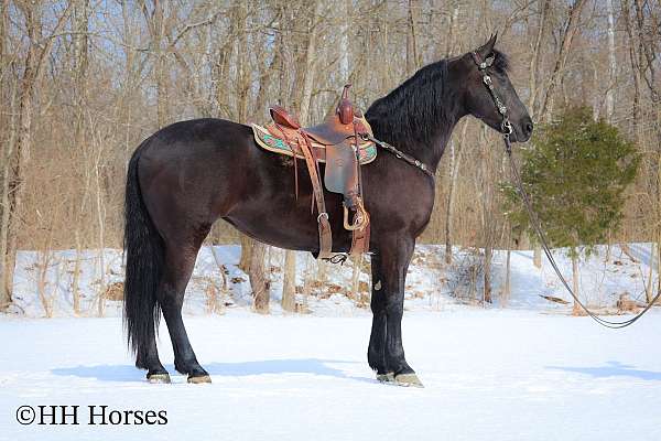 all-around-friesian-horse