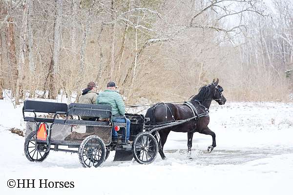 cross-friesian-horse