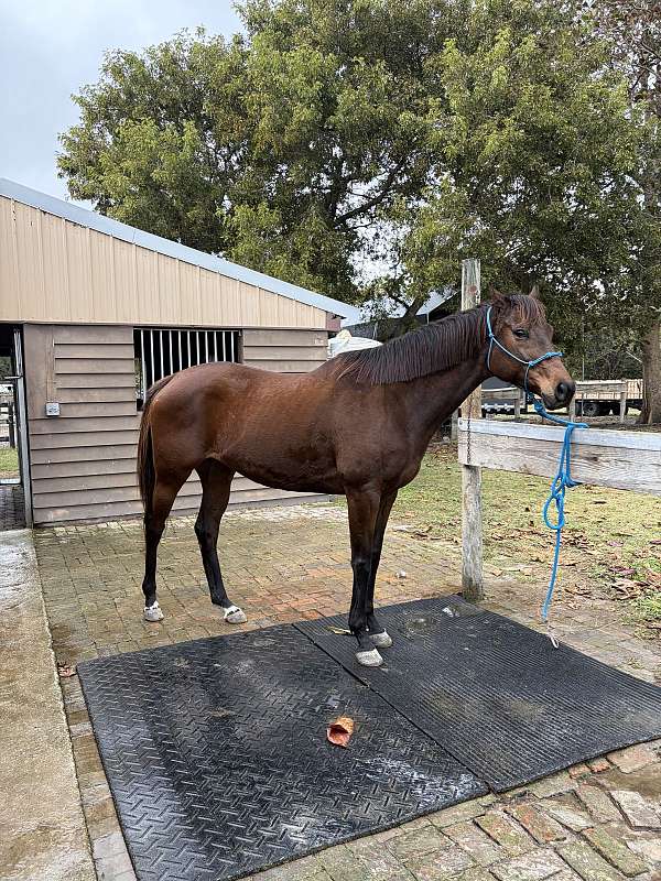 beginner-heading-horse