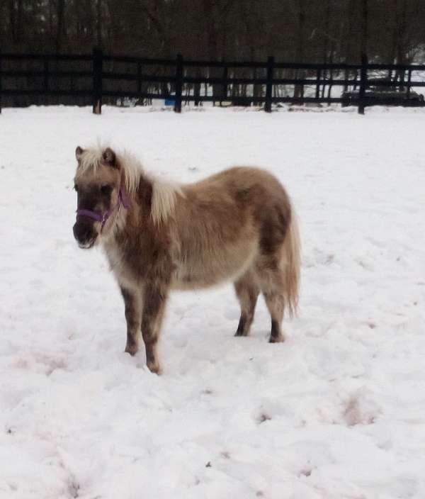 miniature-colt
