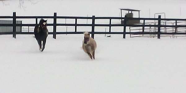 miniature-horse-for-sale