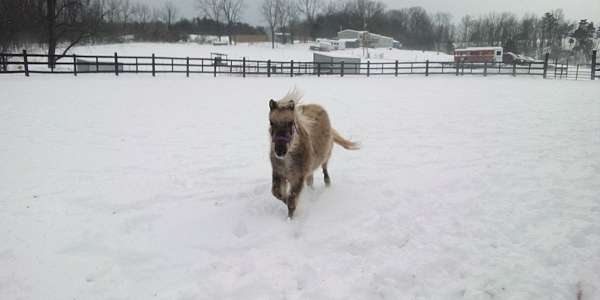 miniature-horse