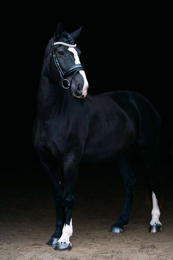 beautiful-clydesdale-horse
