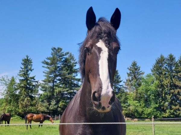 beautiful-mare-clydesdale-horse