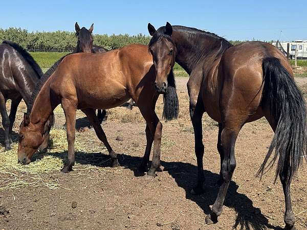 andalusian-horse-for-sale