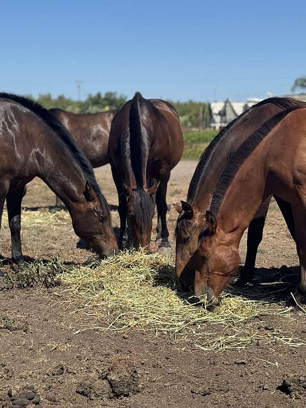 andalusian-horse
