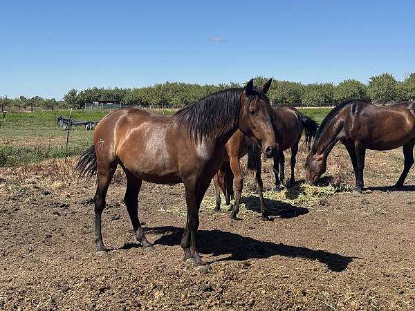 andalusian-mare