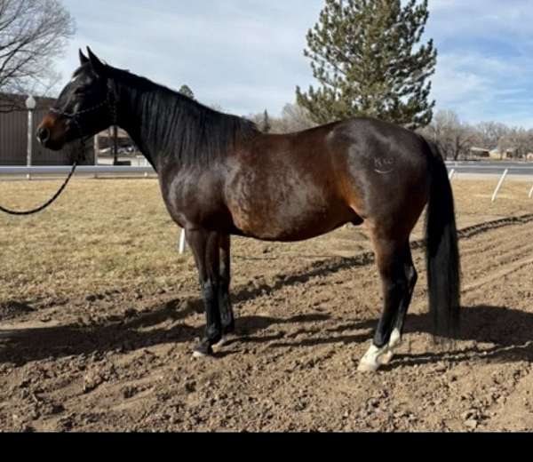 aqha-quarter-horse