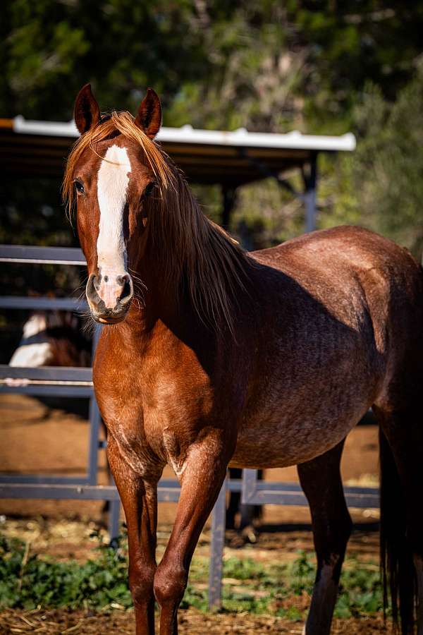 blaze-rabicano-horse
