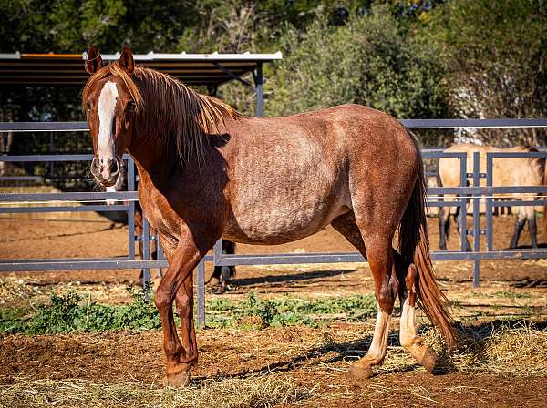 chestnut-blaze-rabicano-horse