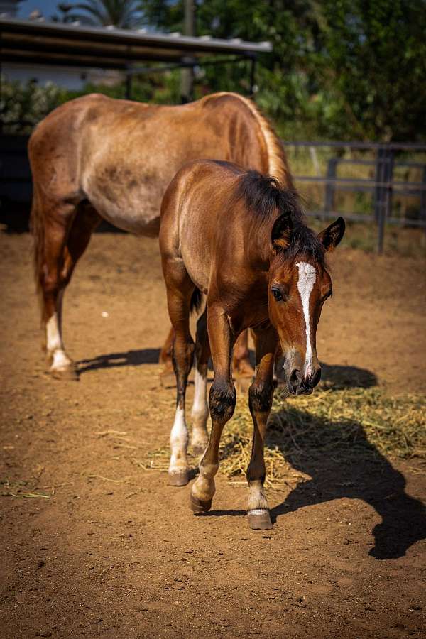 lusitano-champagne-andalusian-horse