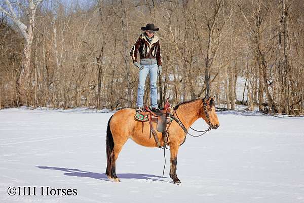 all-around-missouri-fox-trotter-horse