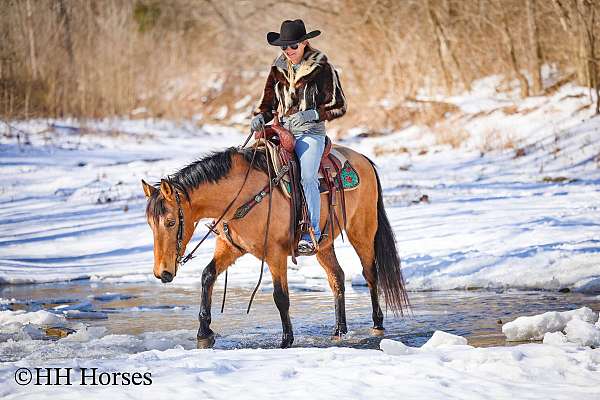 athletic-missouri-fox-trotter-horse