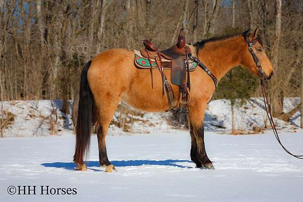 beginner-missouri-fox-trotter-horse