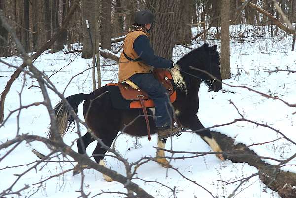 harness-spotted-saddle-pony
