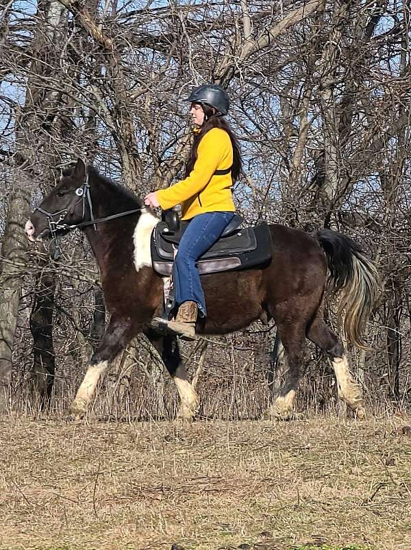 12-hand-spotted-saddle-pony