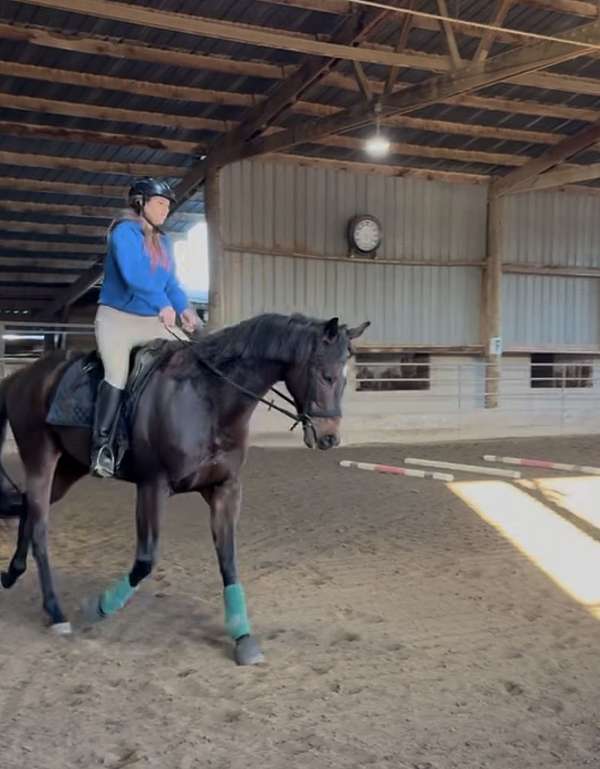 all-around-thoroughbred-horse