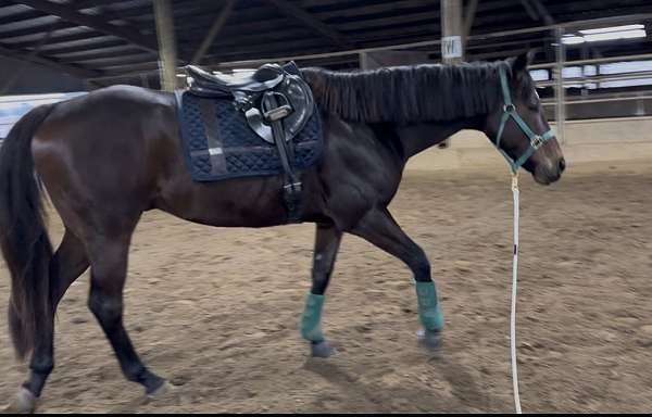 athletic-thoroughbred-horse