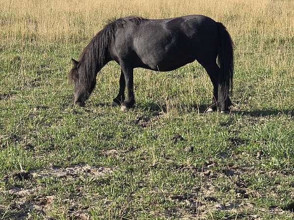 miniature-mare
