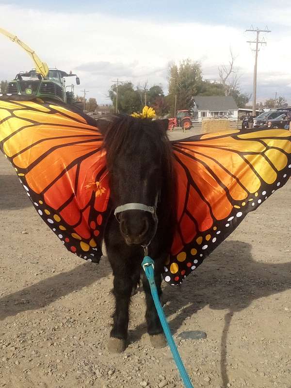 miniature-horse-for-sale