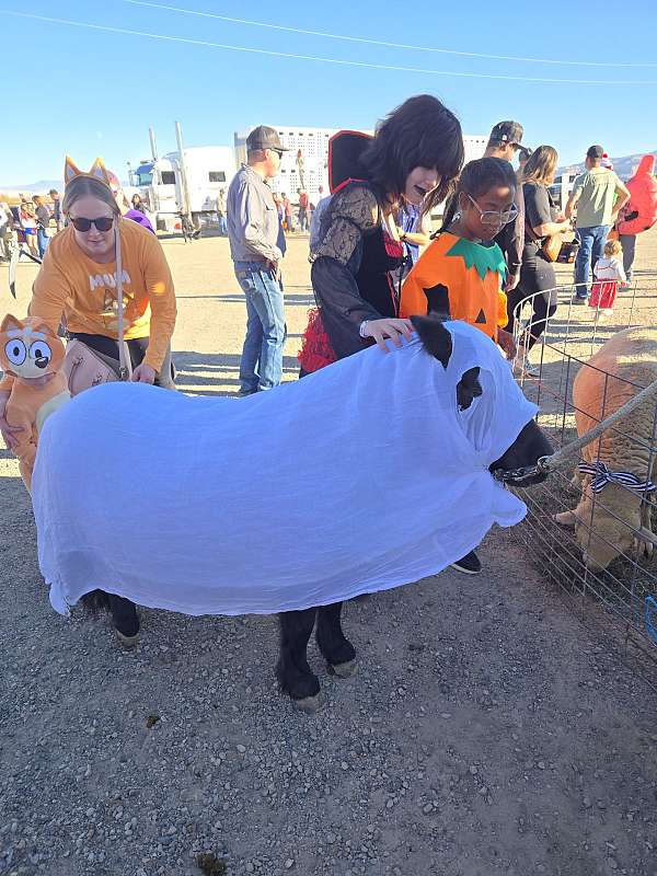 miniature-horse