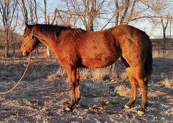 rootbeer-quarter-horse