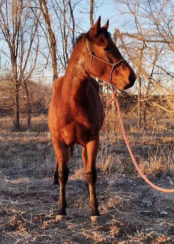 aqha-awesome-rootbeer-quarter-horse