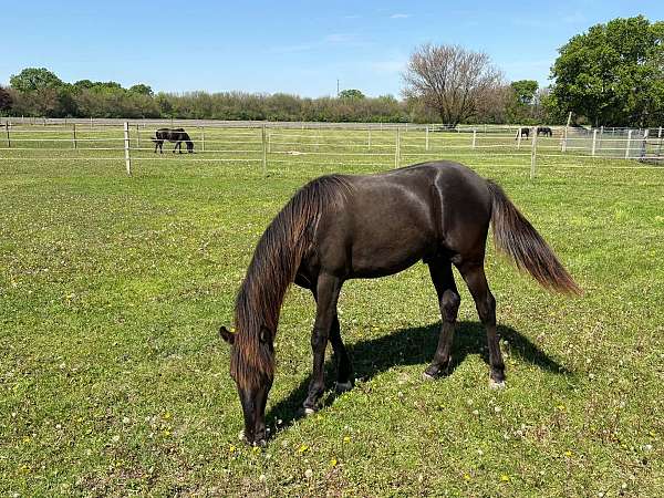 flashy-rocky-mountain-horse