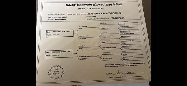 gaited-rocky-mountain-horse