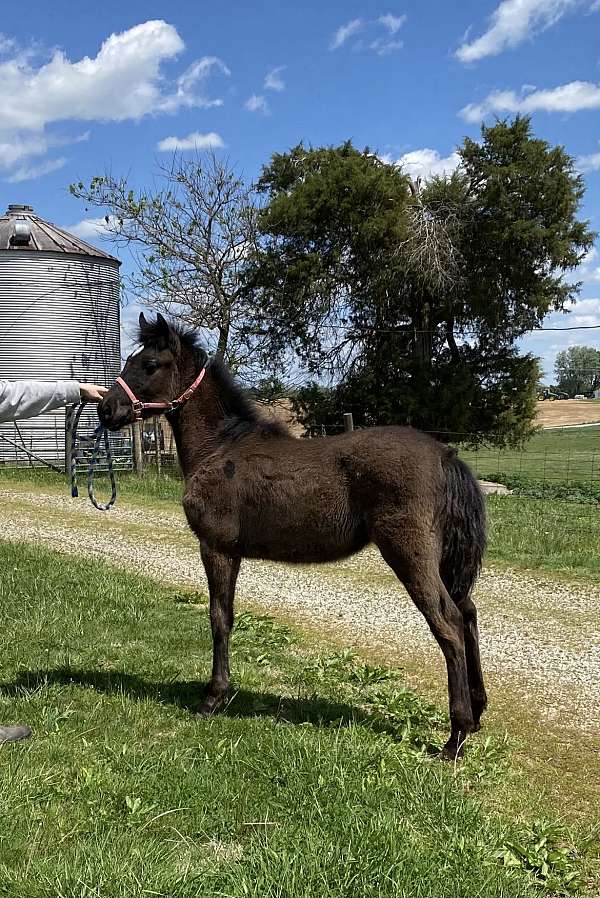 breeding-rocky-mountain-horse