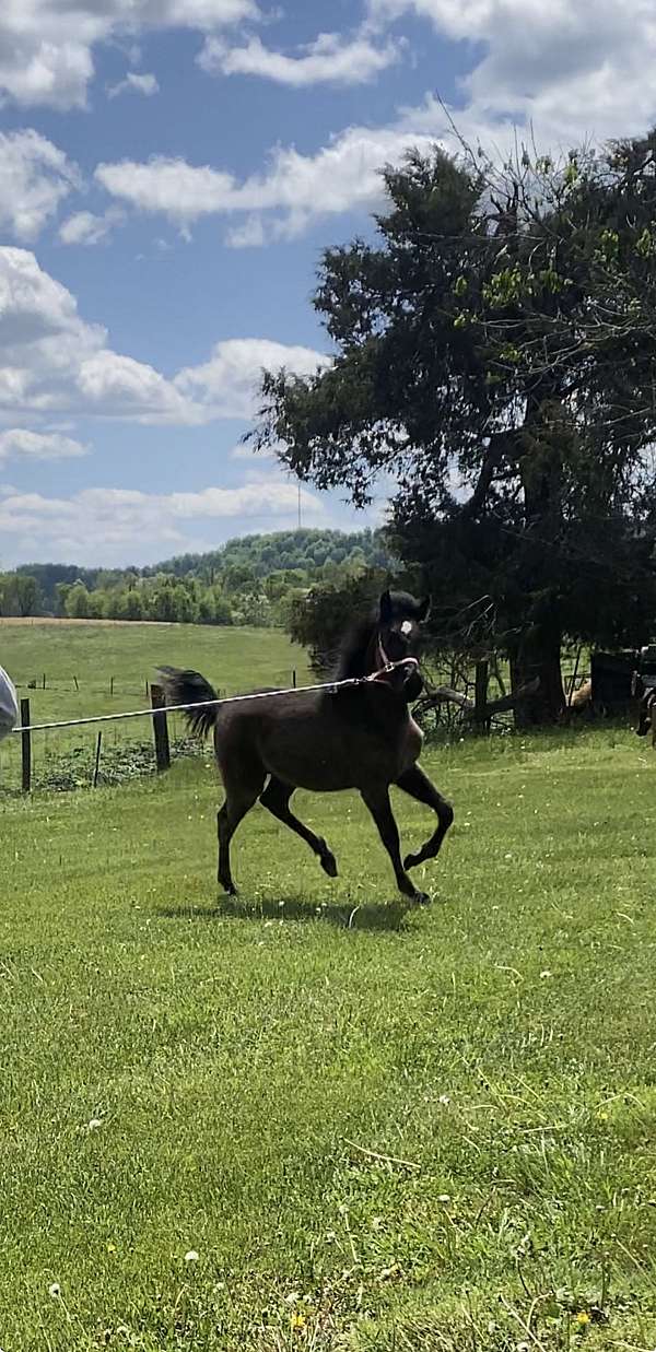 foundation-rocky-mountain-horse